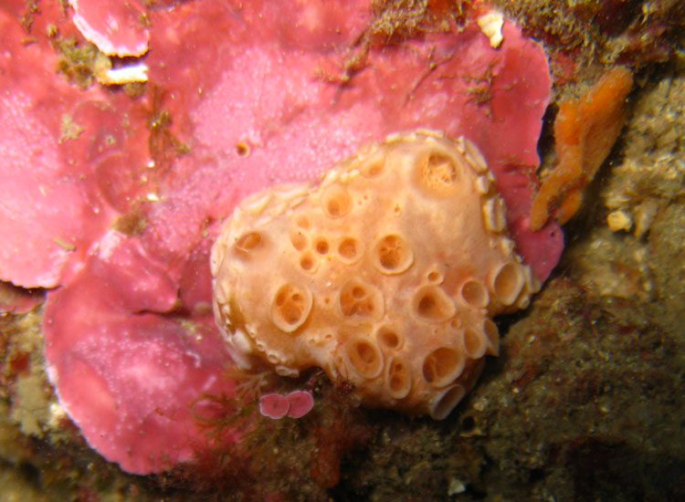 Hemimycale columella